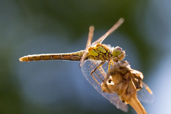 Libellula arancione appoggiata sull'erba — Foto Stock