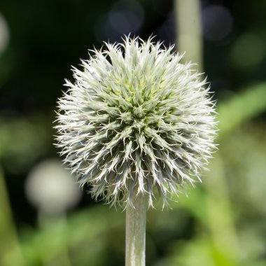 çiçekli çalı echinops bannaticus