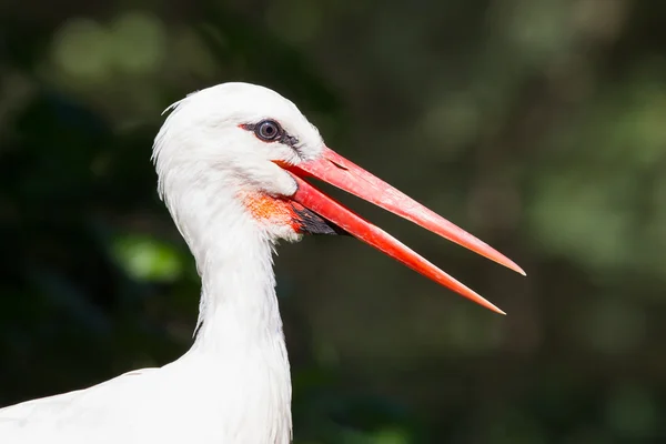 Huvudet av en stork — Stockfoto