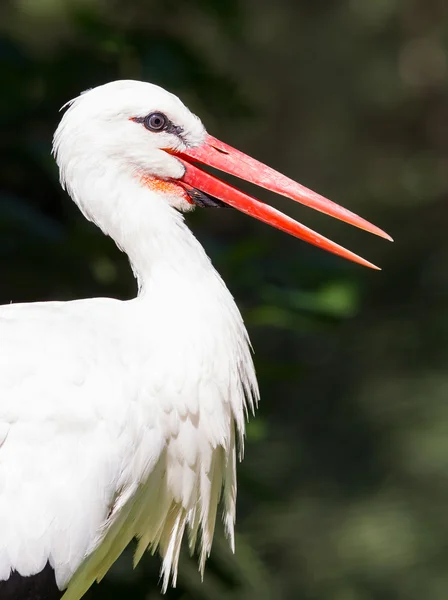 Head of a stork — Stock Photo, Image