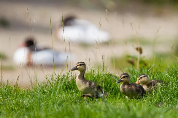 작은 ducklings 푸른 잔디에 야외 — 스톡 사진