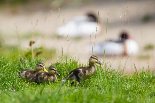 Petits canetons en plein air sur herbe verte — Photo