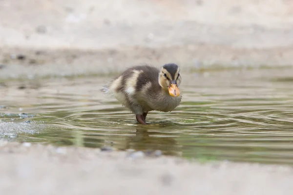 Piccoli anatroccoli all'aperto in acqua — Foto Stock