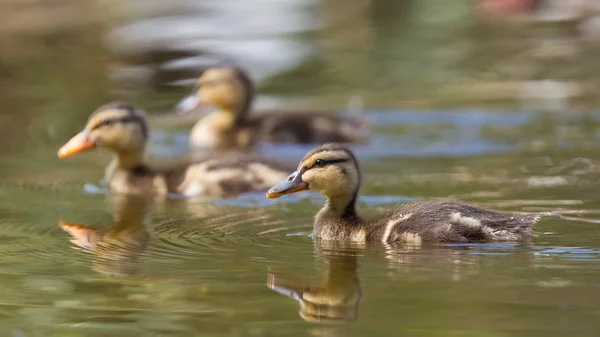 Small ducklings outdoor in the water — Stock Photo, Image