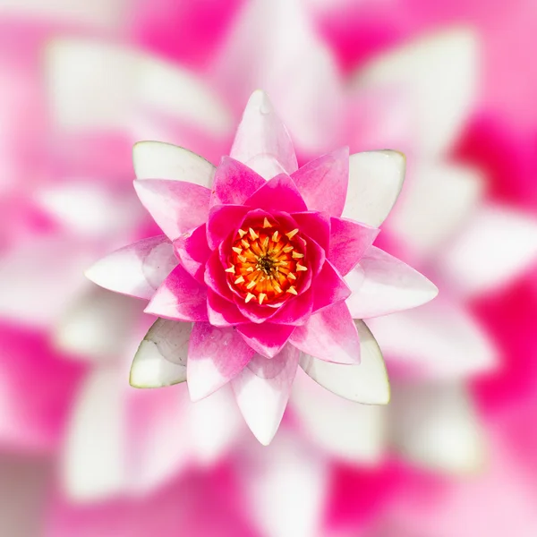 Pink water lily — Stock Photo, Image