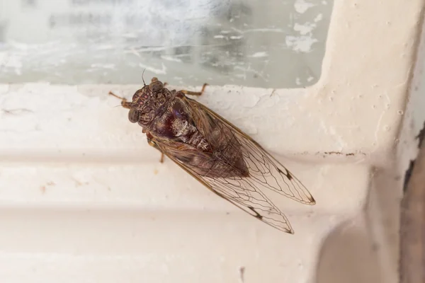 Polilla grande sentada sobre una lámpara — Foto de Stock