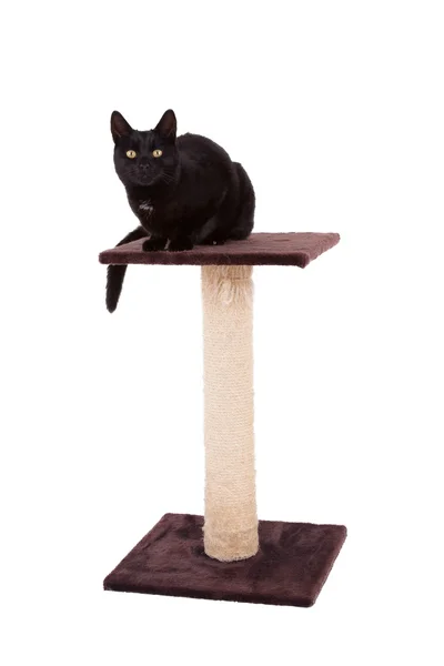 Black cat with a scratch pole — Stock Photo, Image