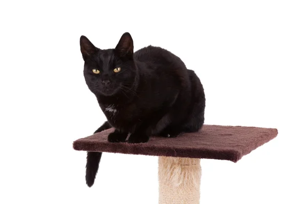 Chat noir avec un poteau à gratter — Photo