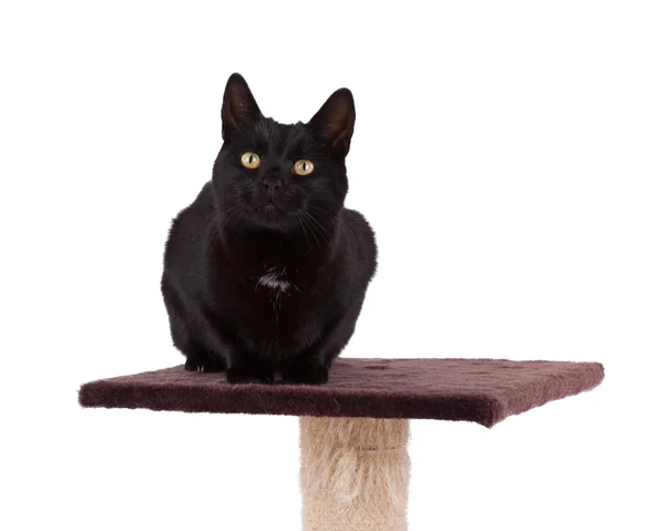 Zwarte kat met een kras pool — Stockfoto