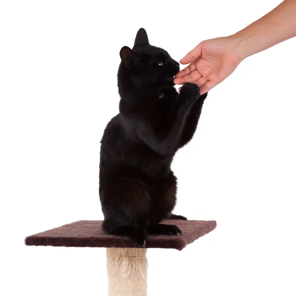 Svart katt med en skrapa stolpe — Stockfoto