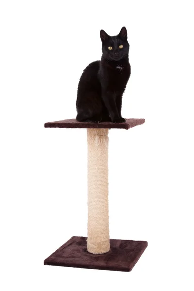 Zwarte kat met een kras pool — Stockfoto