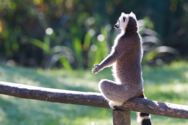 Halka kuyruklu lemur (Lemur catta)