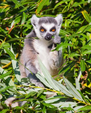 Halka kuyruklu lemur (Lemur catta)