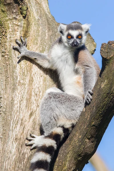 Lémur cola anillada (Lemur catta) — Foto de Stock