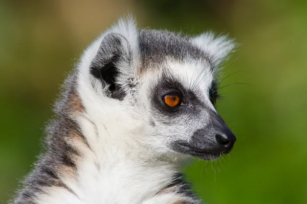 Primo piano di un lemure dalla coda ad anello — Foto Stock