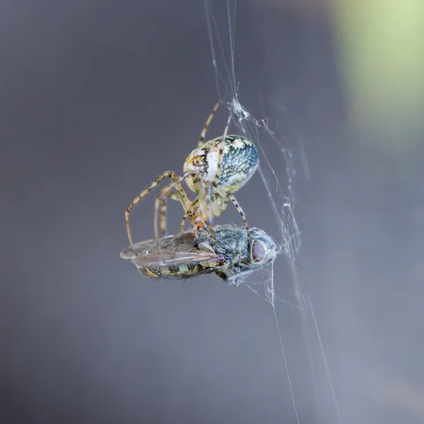 Malý pavouk jíst fly — Stock fotografie