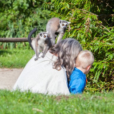 Halka kuyruklu lemur (Lemur catta)