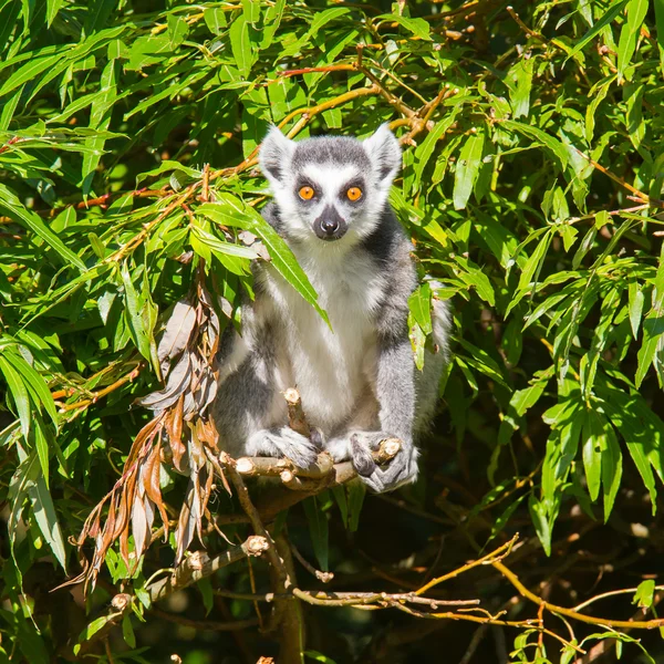 Lémur cola anillada (Lemur catta) — Foto de Stock