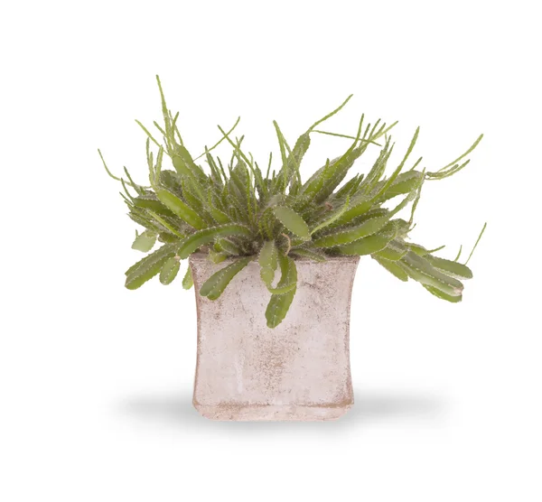 Зеленый кактус с маленькими шипами — стоковое фото