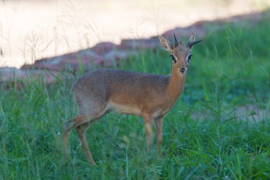 Kirk Dik-dik (Madoqua kirkii)