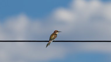Avrupa bee-eaters (arı kuşu apiaster)