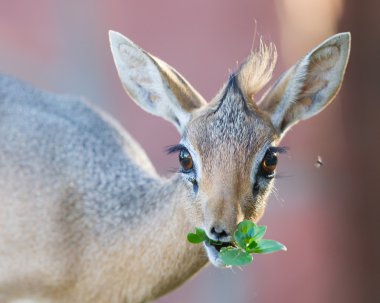 Kirk Dik-dik (Madoqua kirkii)