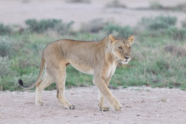 Leeuwin wandelen op de vlakten van etosha — Stockfoto