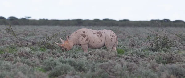 Rinoceronte (Diceros bicornis) nero (con le labbra uncinate) ) — Foto Stock