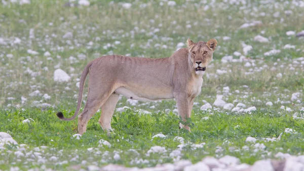 Lioness walking on the plains of Etosha — Stock Photo, Image