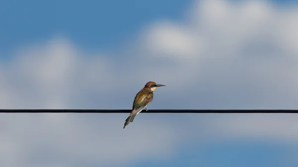 European bee-eaters (Merops Apiaster) — Stock Photo, Image