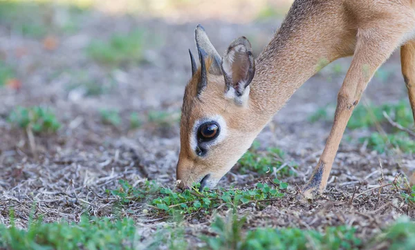 柯克 dik-dik (madoqua kirkii) — 图库照片