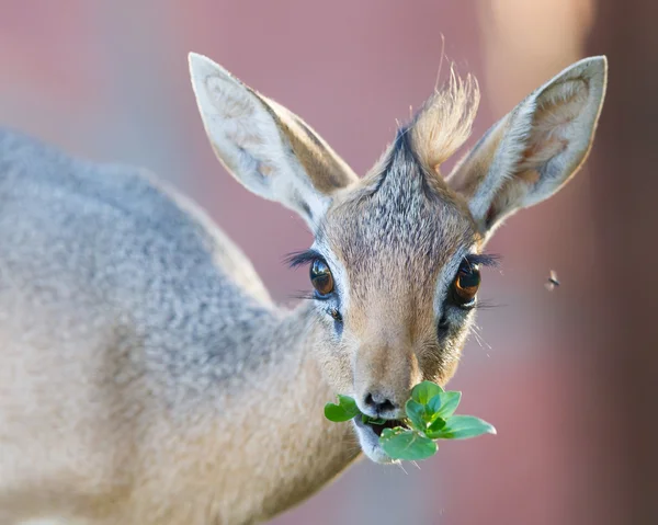 Nevaralar buvilarni sikayotgan porno video Erkakning toplarini chimchilagan porno onlayn