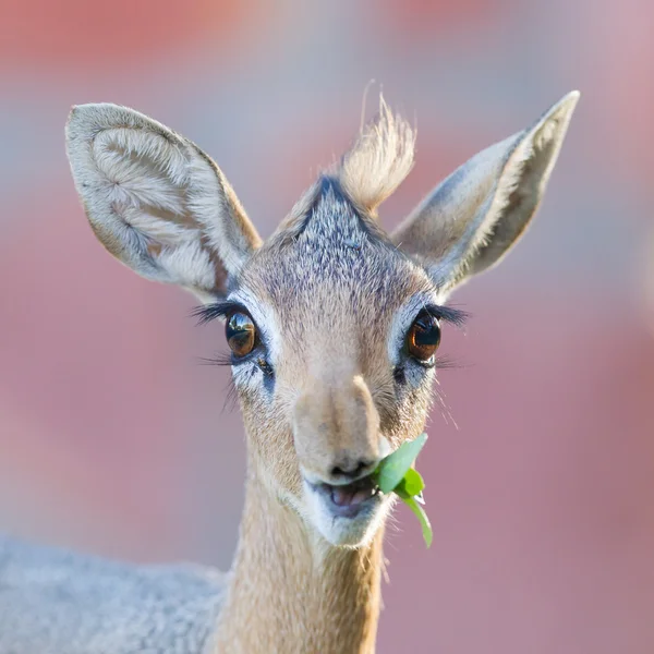 Dikdik Kirka (madoqua kirkii) — Zdjęcie stockowe