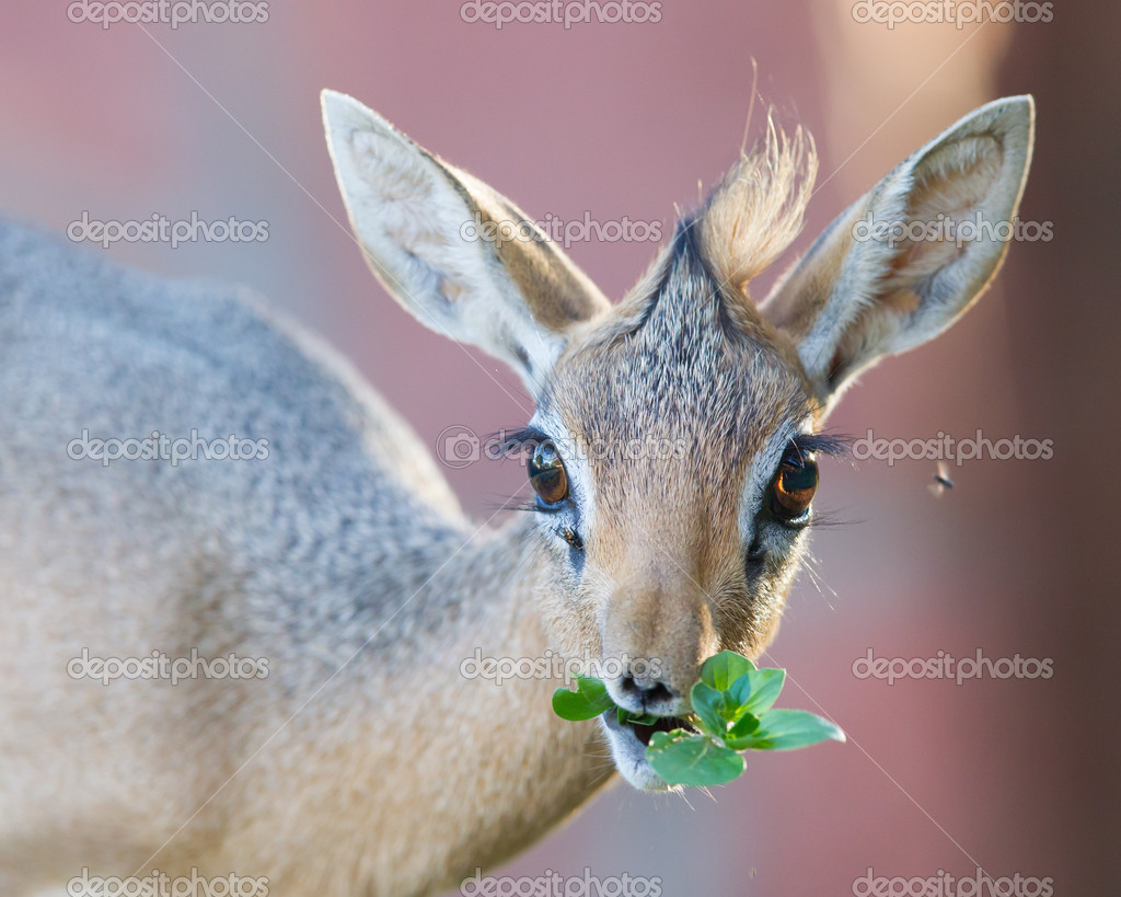Kirk Dikdik (Madoqua kirkii) Stock Photo by ©michaklootwijk 38403809