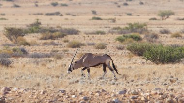 Gemsbok Antilobu (Oryx ceylanı)