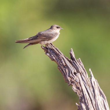 kum martin (riparia riparia yutmak)