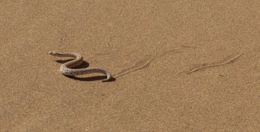 Young dune adder or sidewinder snake with trail clipart
