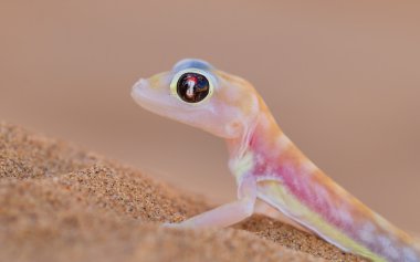 web-footed ge da bilinen palmatogecko (pachydactylus RangeI),