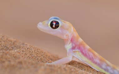 Palmatogecko (Pachydactylus rangei), also known as Web-footed Ge clipart