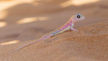 web-footed ge da bilinen palmatogecko (pachydactylus RangeI),