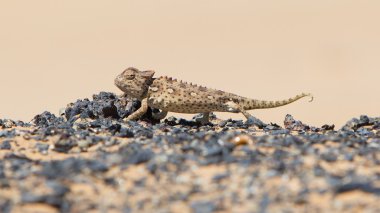 Namaqua Chameleon hunting in the Namib desert clipart