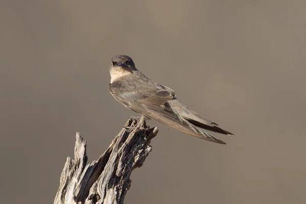 Swallow Sand Martin (Riparia riparia) — Stockfoto