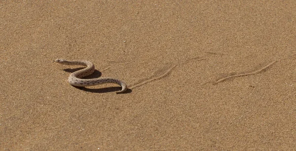 Duna jovem adder ou serpente sidewinder com trilha — Fotografia de Stock