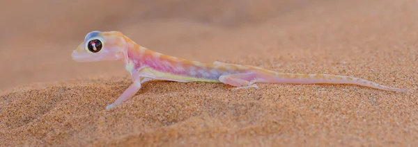 Palmatogecko (Pachydactylus rangei), also known as Web-footed Ge — Stock Photo, Image