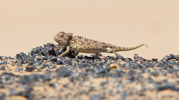 Namaqua chameleon lov v poušti Namib — Stock fotografie