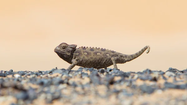 Namaqua kameleon polowanie na pustyni namib — Zdjęcie stockowe