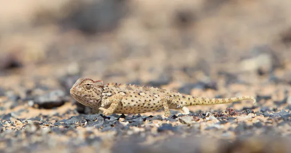 Namaqua Chameleon caccia nel deserto del Namib — Foto Stock