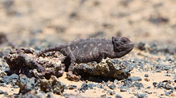 Namaqua Chameleon berburu di gurun Namib — Stok Foto