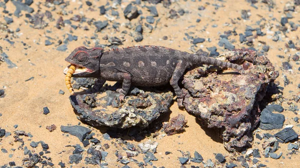 Nama kameleon jacht in de namib woestijn — Stockfoto