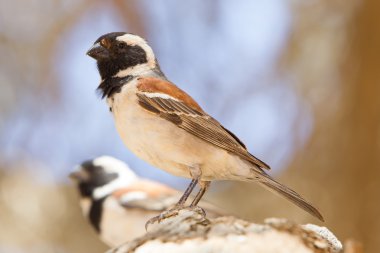 Pelerin serçesi (Passer melanurus)